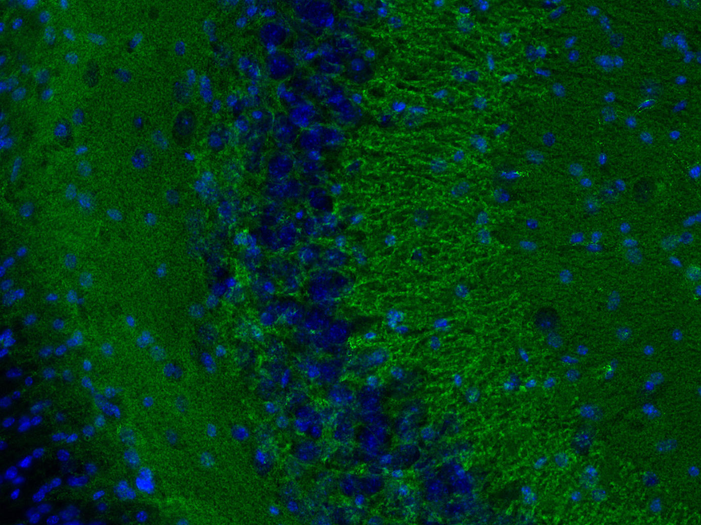 Indirect immunostaining of a PFA fixed rat hippocampus section with mouse anti-Synaptobrevin2