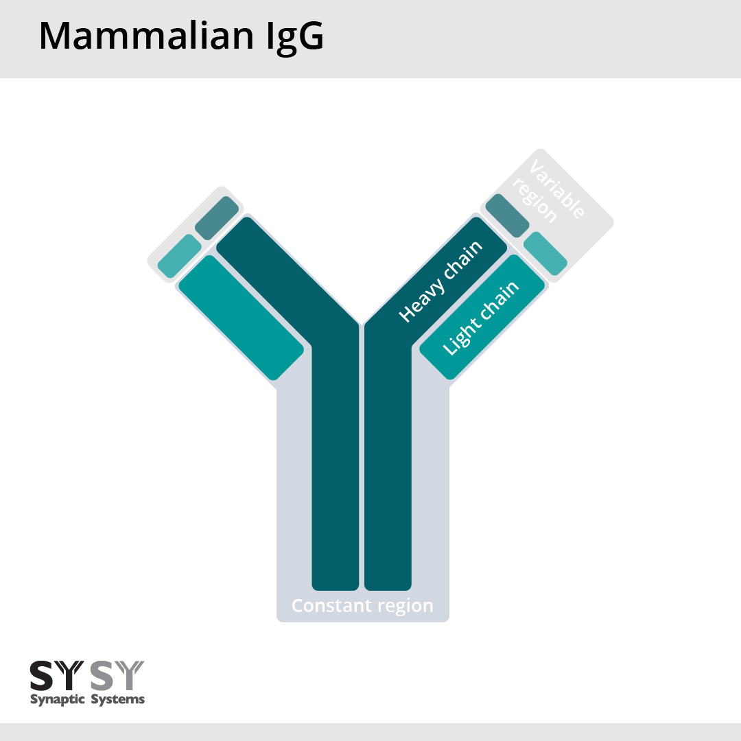 Mammalian IgG’s consist of two heavy and two light chains.