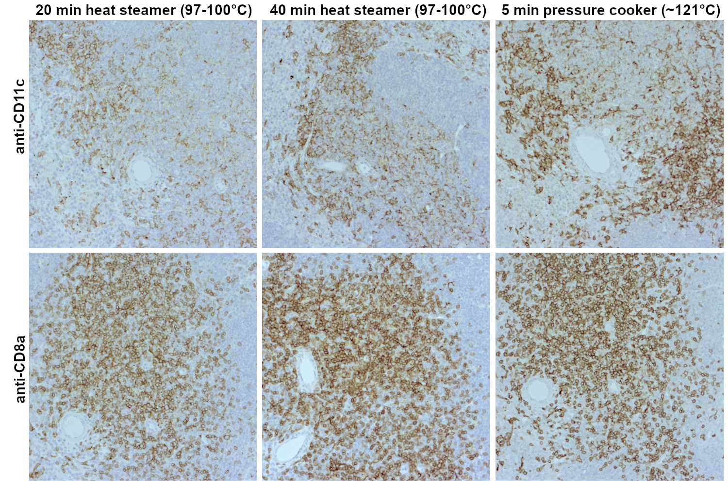 Indirect immunostaining of formalin fixed paraffin embedded (FFPE) mouse spleen sections with upper row: rabbit anti-CD11c (cat. no. HS-375 003, dilution 1:250, DAB, brown) and lower row: rat anti-CD8a (cat. no. HS-361 017, dilution 1:500, DAB, brown).