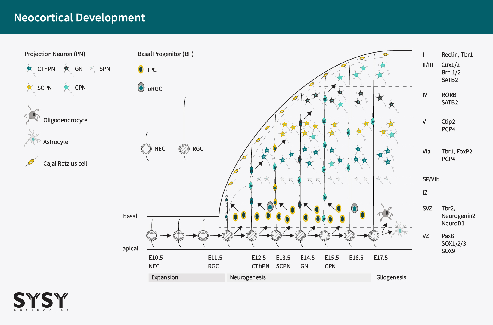 Neocortical Development