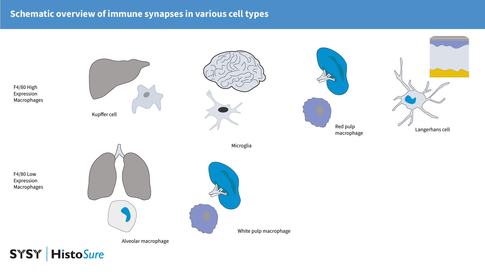 F4/80 expression differs between different macrophage populations