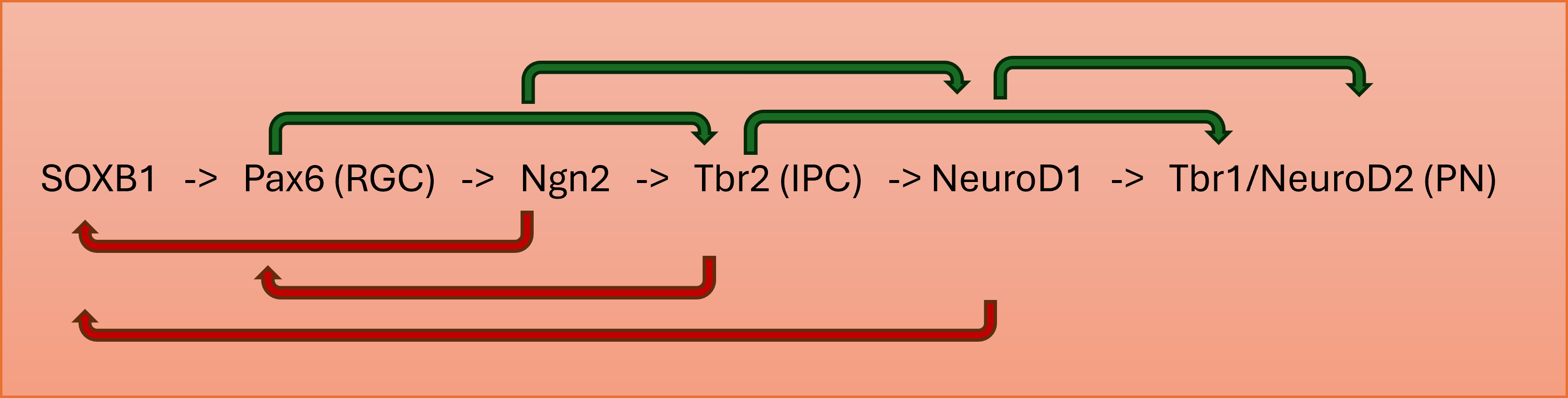 Regulation of Neural Progenitor Differentiation. The differentiation of neural progenitor cells into mature neurons is regulated by a cascade of transcription factors, which includes feedforward gene activation (green arrows) and negative feedback signaling (red arrows). RGC, radial glial cell; IPC, intermediate progenitor cell; PN, projection neuron.