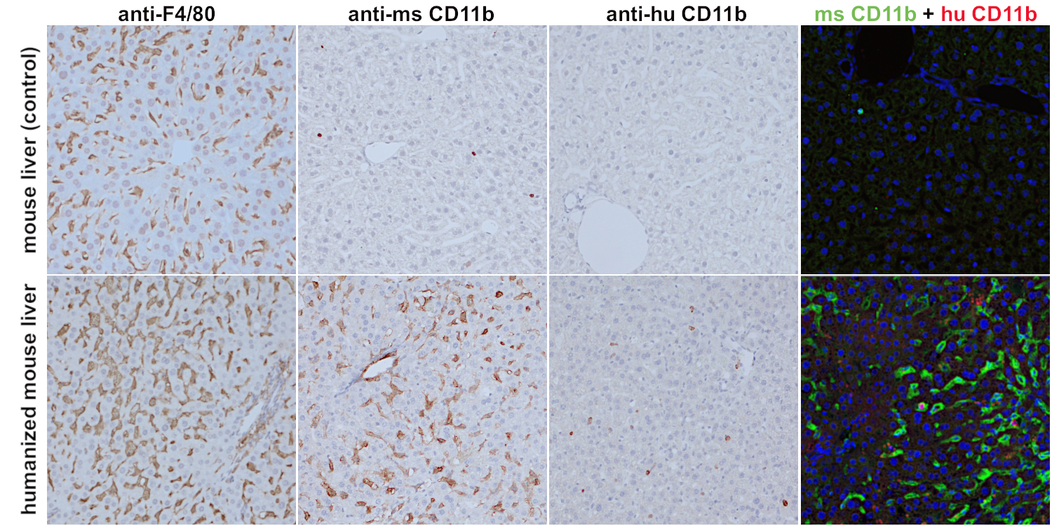 Immunohistochemical staining of formalin fixed paraffin embedded sections of a wild-type mouse liver (upper row) and a humanized mouse liver (lower row)