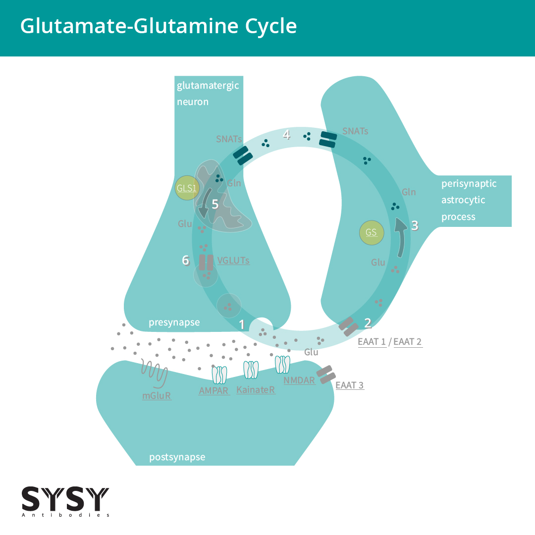 Info grafik of the glutamate-glutamine cycle between the glutamatergic neuron and the astrocyte