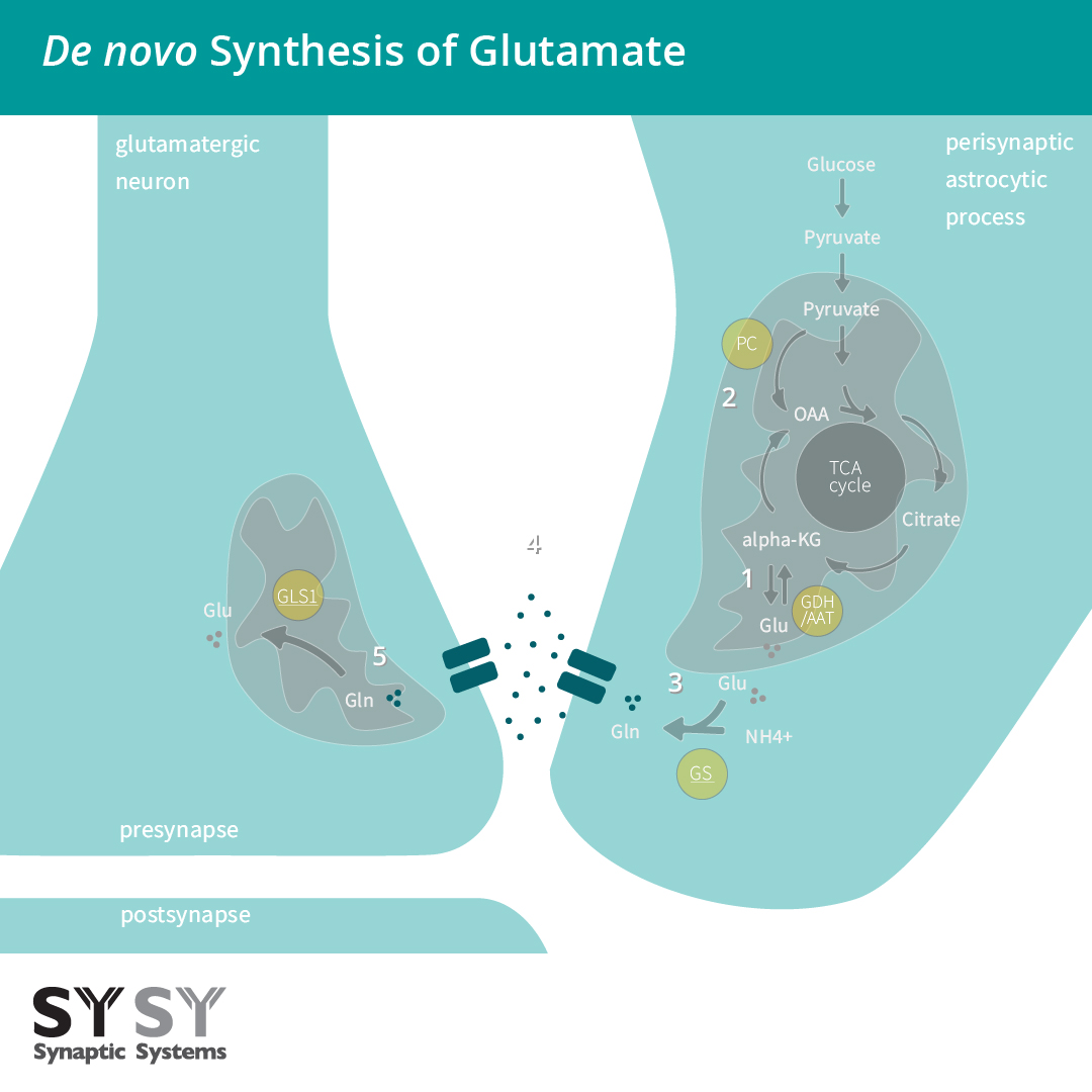 De novo synthesis of glutamate takes place in astrocytes.