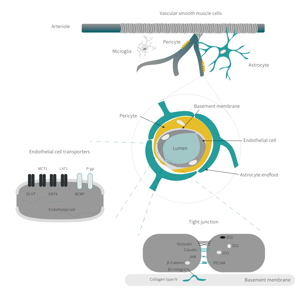 Infographic showing specifications such as basement membrane, tight junctions etc. about the Blood-Brain-Barrier