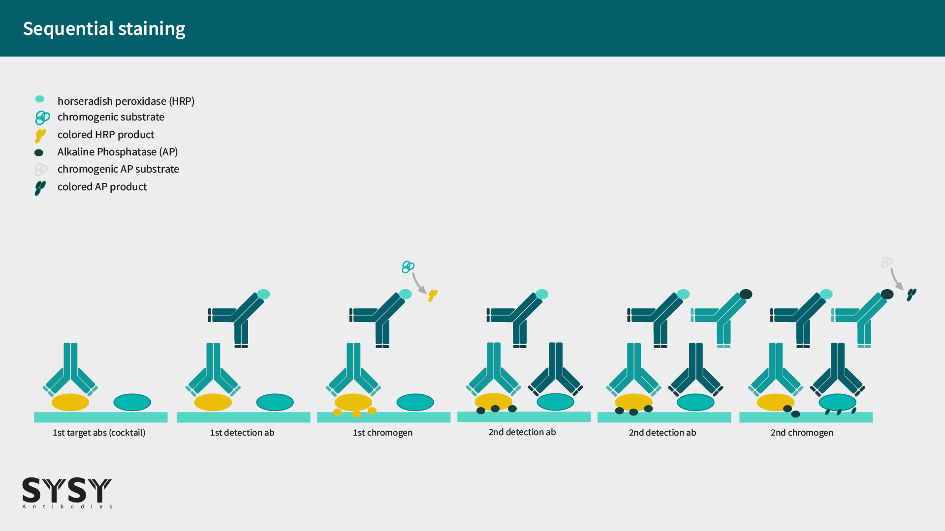 Figure 5: Sequential staining procedure in chromogenic IHC using two primary antibodies from two different host species and one HRP-coupled and one AP-coupled secondary antibody, respectively.