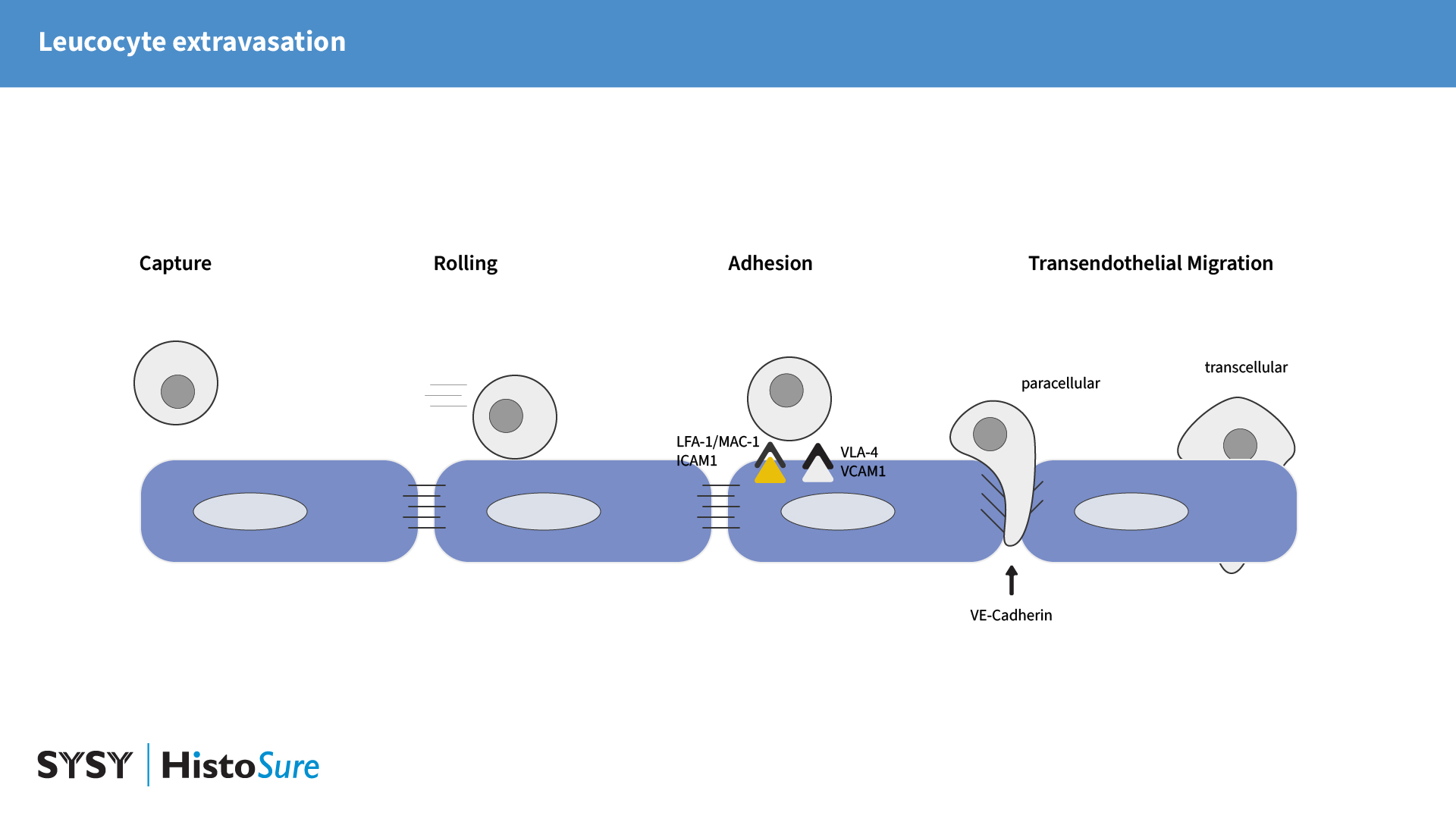 Schematic representation of leukocyte migration through the endothelial barrier. Transendothelial migration is highly controlled by various adhesion molecules. After capture, rolling and firm adhesion, leukocytes can either follow a paracellular or a transcellular route across the endothelial barrier.