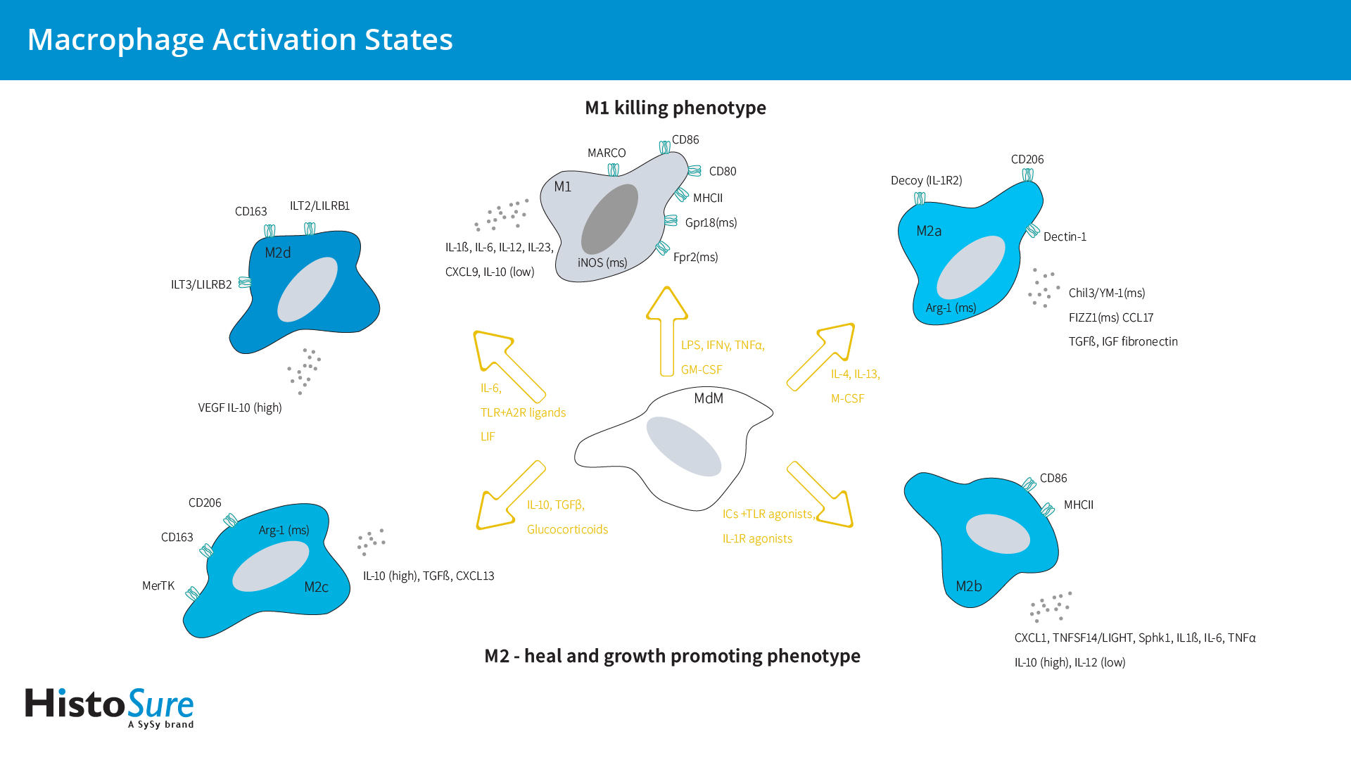 Overview of macrophage activation states. The diagram lists the major activation phenotypes, their functions, the stimuli used to obtain these phenotypes, and the markers associated with the different activation phenotypes.