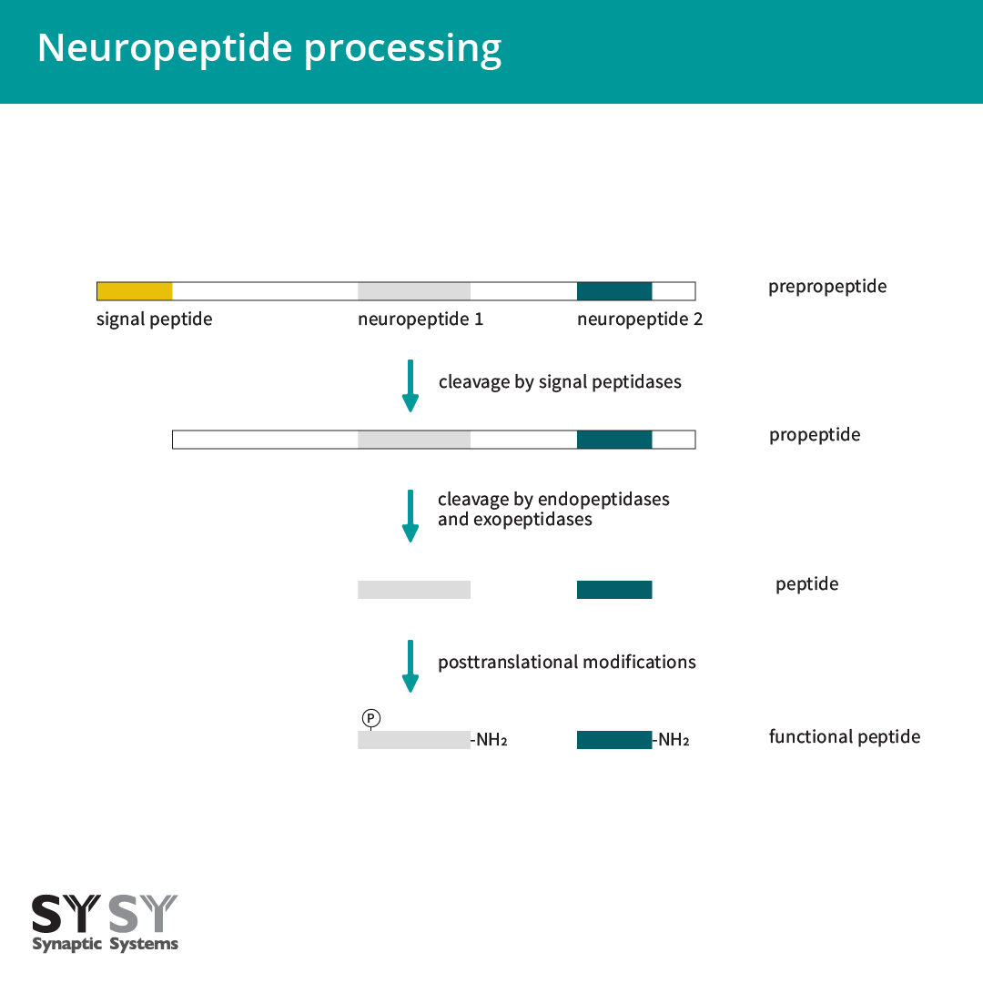Neuropeptide processing