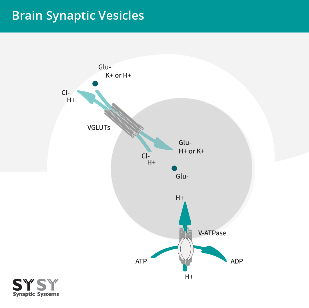 Glutamate uptake into synaptic vesicles