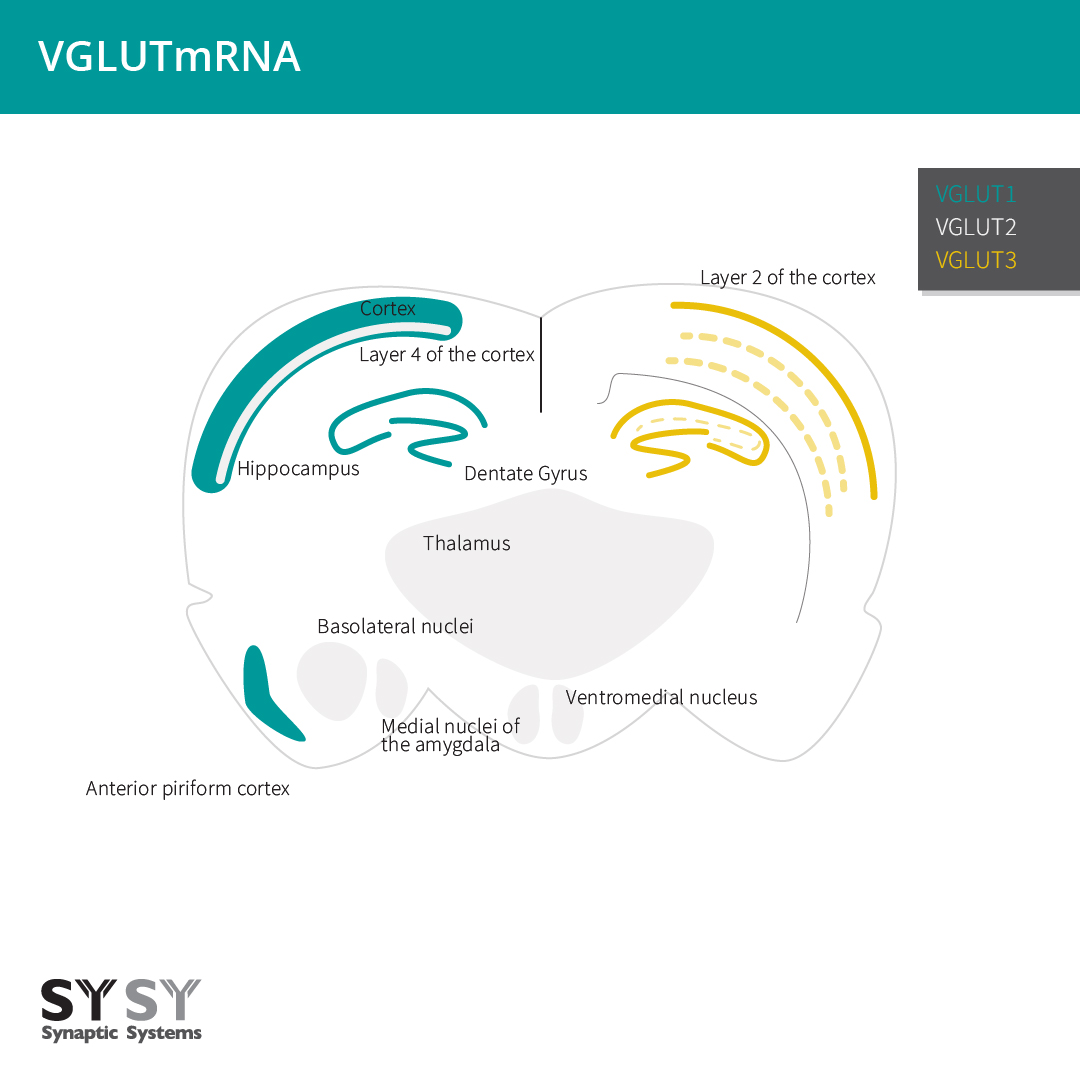 Distribution of the mRNA from VGLUT1-3 in the rat brain.