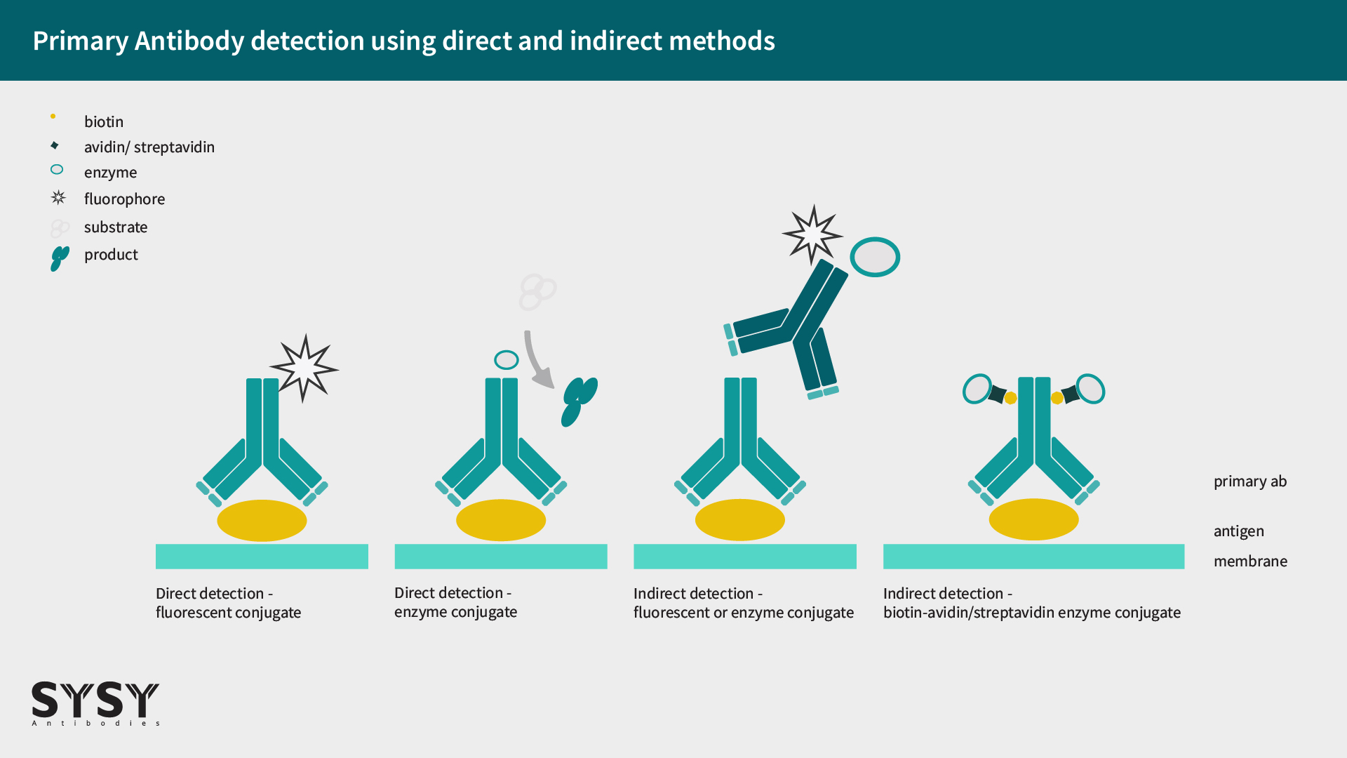 WB-Guidelines_Primary Antibody detection using direct and indirect methods
