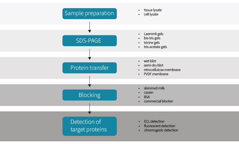 Western Blot Workflow