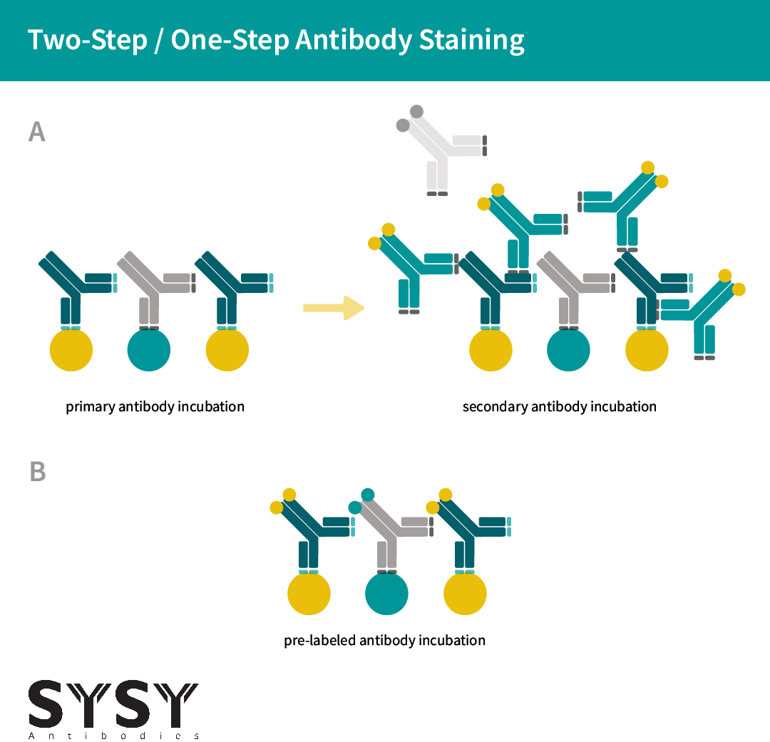 Direct coupling of primary antibodies (one-step, B) reduces steric hindrance, fluorophore distance and epitope masking which can occur using time-consuming two-step staining with secondary antibodies (A)
