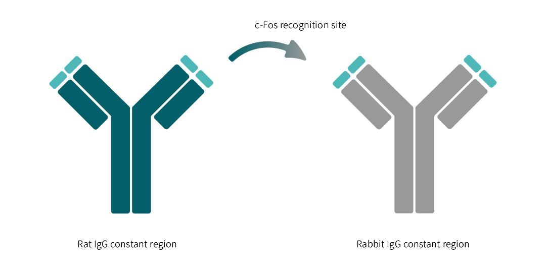 Schematic presentation of the creation of our monoclonal recombinant rabbit c-Fos antibody. The c-Fos recognition site has been marked with an arrow.