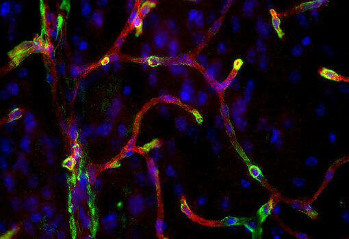 Indirect immunostaining of a glyoxal immersion fixed mouse brain section with guinea pig anti-LAT1 antibody