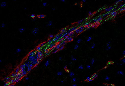  Indirect immunostaining of a fresh frozen methanol postfixed mouse brain section with guinea pig anti-Occludin antibody