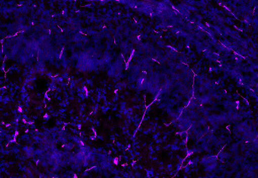 : Indirect immunostaining of a formaldehyde fixed rat brain section with guinea pig anti-Collagen IV antibody (cat. no. 462 004, white). 