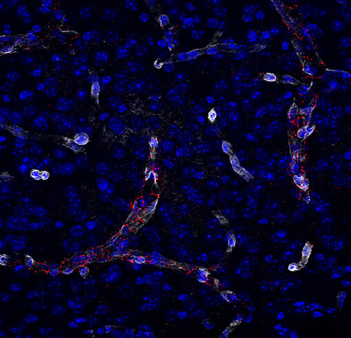 Indirect immunostaining of a formaldehyde fixed mouse hippocampus section with guinea pig anti-MLC1 antibody (cat. no. 525 005, red) and chicken anti-Aquaporin4 antibody (cat. no. 429 006, white