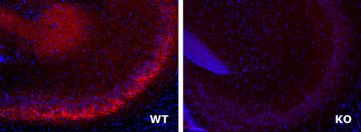 Immunostaining of WT and KO tissue with LAMP5 antibody