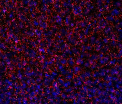 Indirect immunostaining of PFA fixed mouse brain section with affinity purified rabbit anti-TMEM119