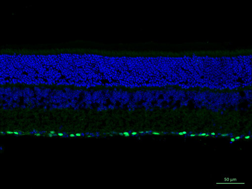 Indirect immunostaining of PFA fixed paraffin mouse retina section with rabbit anti-Brn3a 