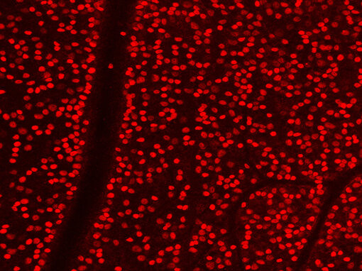 Indirect immunostaining of PFA fixed flatmound mouse retina with rabbit-anti Brn3a 