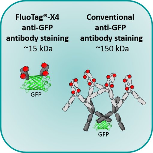FluoTag®-X4 anti-GFP-N0304-At542, GFP single domain antibody
