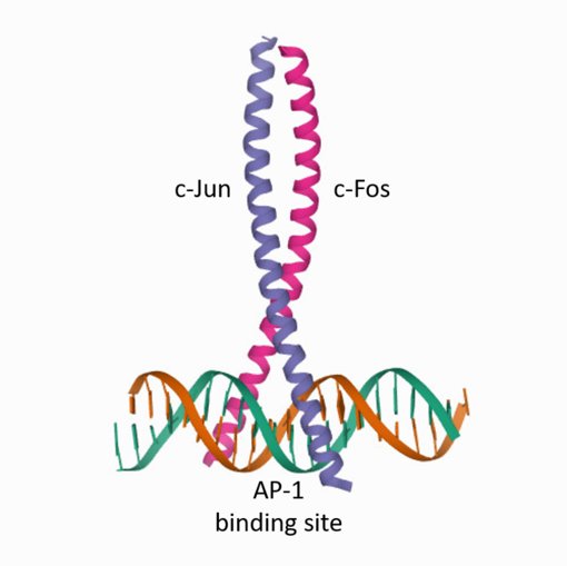 Figure 1: llustration of the transcription factor c-Fos/c-Jun bound to DNA (AP-1 binding site)