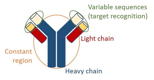 Figure 2: Illustration of an antibody showing heavy and light chains with constant and variable regions