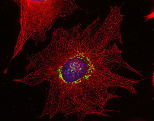 Indirect immunostaining of methanol fixed mouse fibroblasts with anti-α-tubulin 