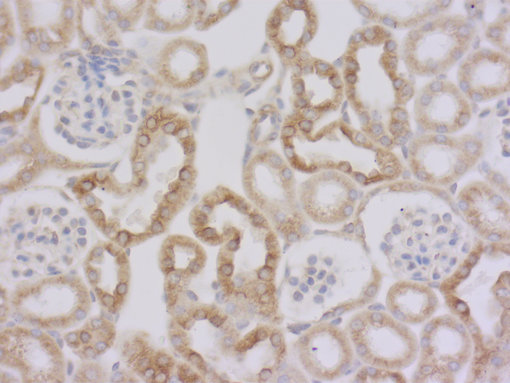 Indirect immunostaining of PFA fixed paraffin embedded mouse kidney section with rat anti-Tyr-α-Tubulin (left, cat. no. 302 117, dilution 1 : 1000; DAB)
