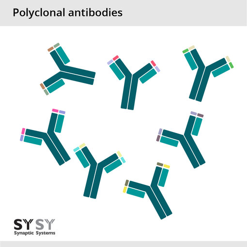 Polyclonal antibodies are a mixture of antibody molecules from the same species