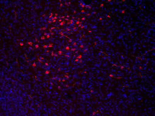 Indirect immunostaining of PFA fixed mouse hypothalamus section with guinea pig anti-Orexin A antibody 