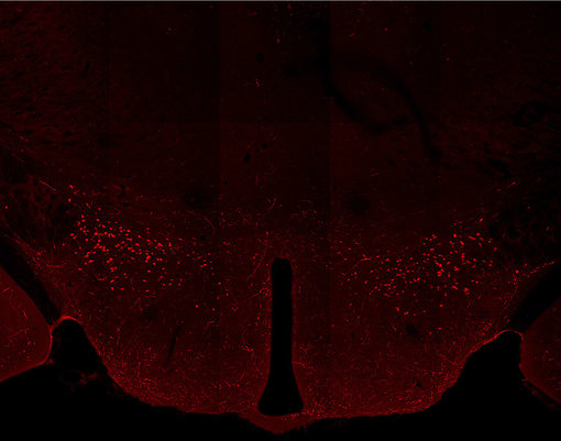 Indirect immunostaining of PFA fixed WT mouse