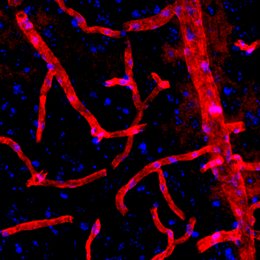 Synaptic Systems