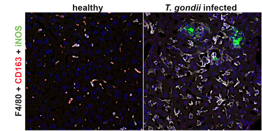 Fluorescent detection of F4/80 and iNos.