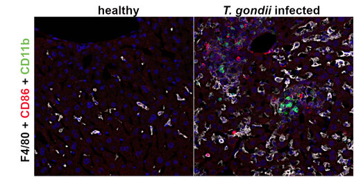 Fluorescent detection of F4/80 and CD11b.