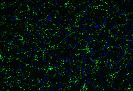 Indirect immunostaining of methanol postfixed mouse brain fresh frozen section with mouse anti-P2Y12 antibody