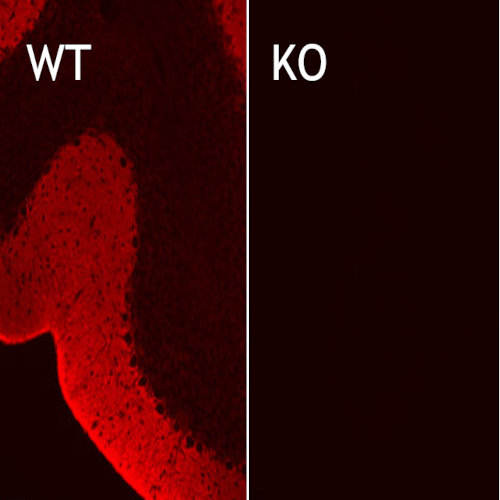 Indirect immunostaining of EAAT1 in mouse cerebellum of wildtype (WT) and knockout (KO) animals with rabbit polyclonal anti-EAAT1