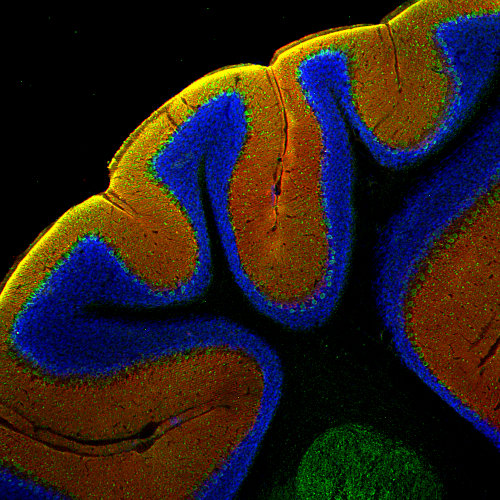 Indirect immuno-staining of PFA fixed mouse cerebellum with guinea pig polyclonal anti-EAAT1