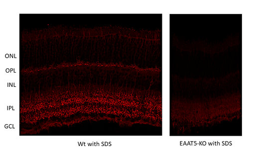 Indirect immunostaining of EAAT5 in mouse retina of wildtype (WT) and knockout (KO) animals