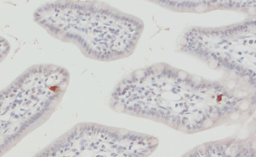 Indirect immunostaining of a formalin fixed paraffin embedded (FFPE) mouse ileum section with guinea pig anti-EAAT5 antibody