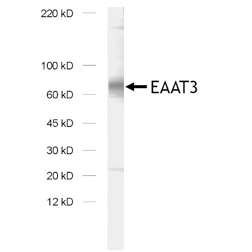 Immunoblottting of EAAT3 in synaptic membrane fraction of rat brain (LP1) with rabbit polyclonal anti-EAAT3