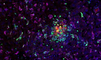 Antibodies helping to understand the functioning of the immune system in health and disease.