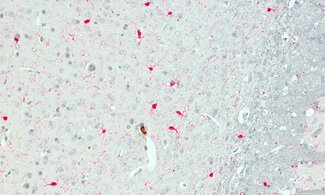 Microglia are the primary immune cells of the central nervous system.