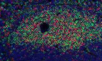 /product/list?searchterm=&marker=T-cells