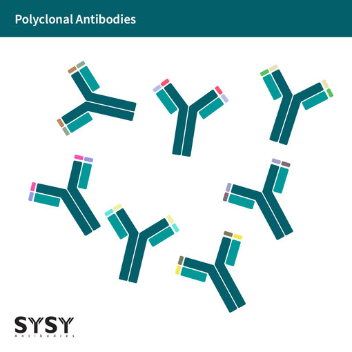 Schematic picture of polyclonal antibodies. Variable regions differ in color.