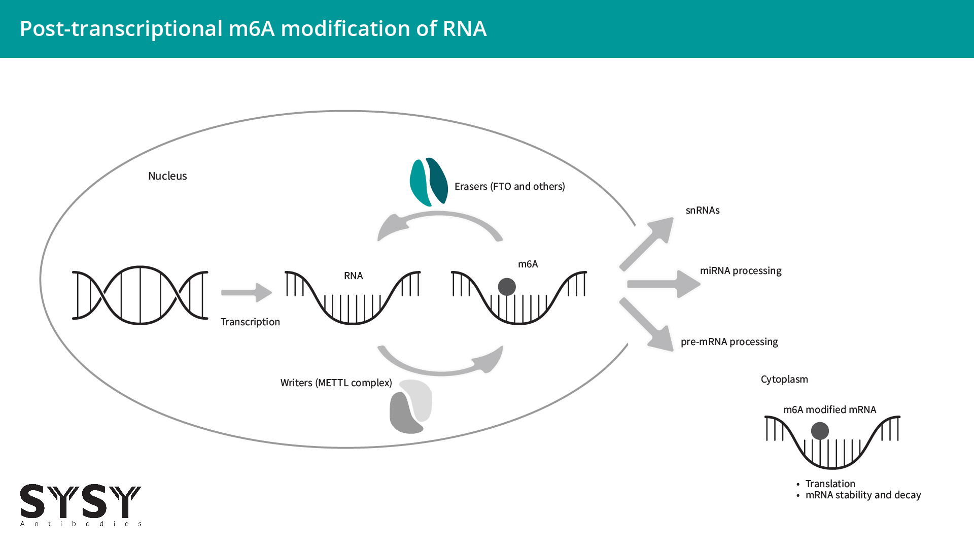 ​Schematic image of post-transcriptional m6A modification of RNA